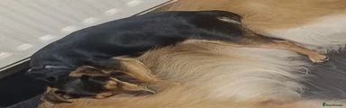 Jack Russell 1