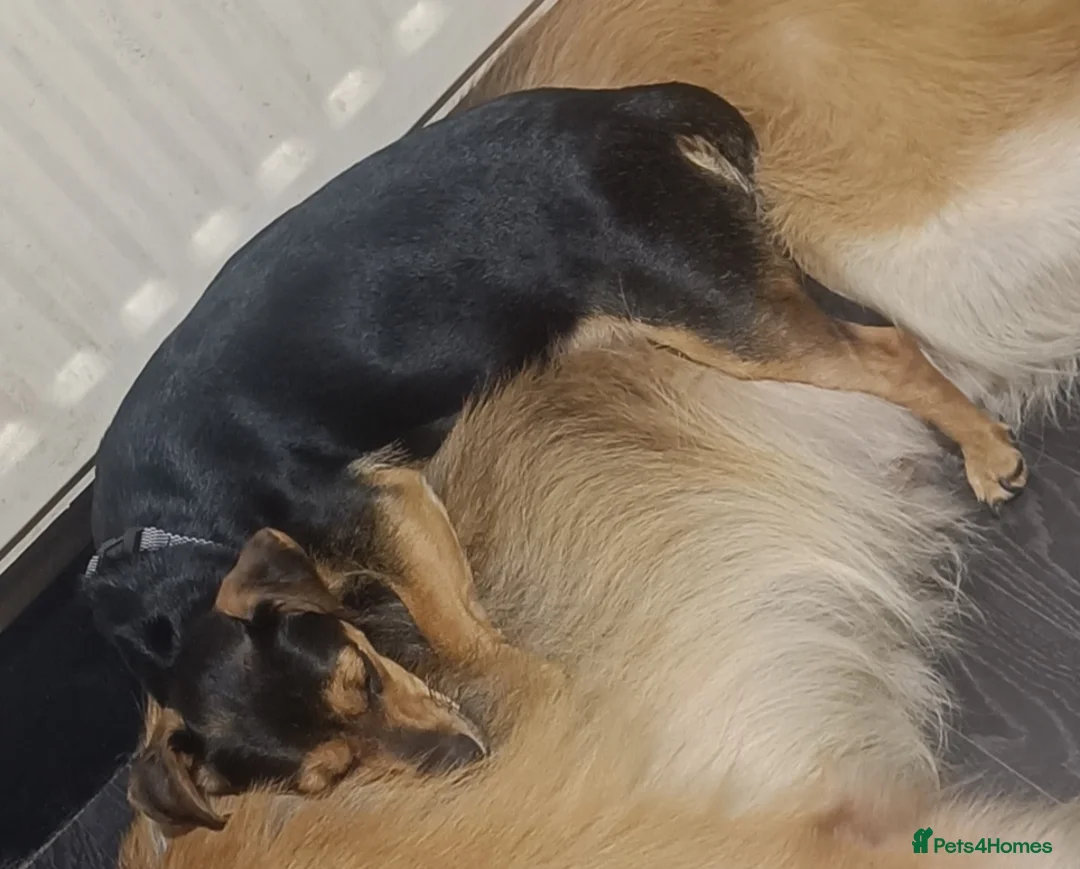 Jack Russell dogs for sale: Miniature jack Russell female black and tan  - Advert 1