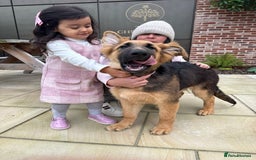 German Shepherd dogs for sale: Beautiful Hermaphrodite German Shepherd Puppy - Image 1