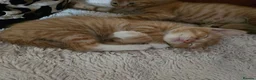 Mixed Breed cats for sale: Beautiful ginger kittens  - Advert 18