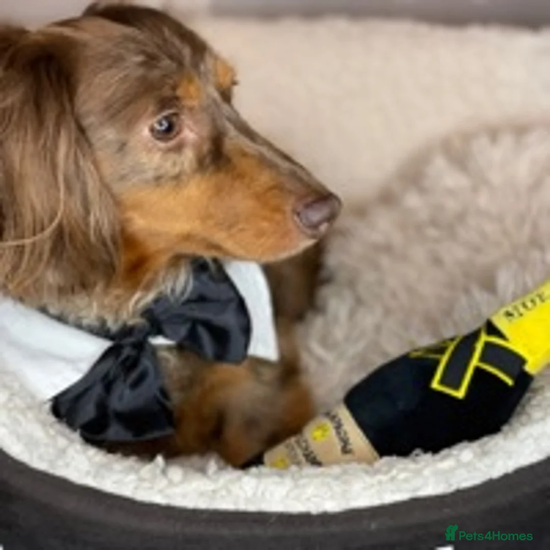 Miniature Dachshund dogs for stud: ✨Kc mini long haired dapple✨ 17 champions✨ in Romford - Advert 5