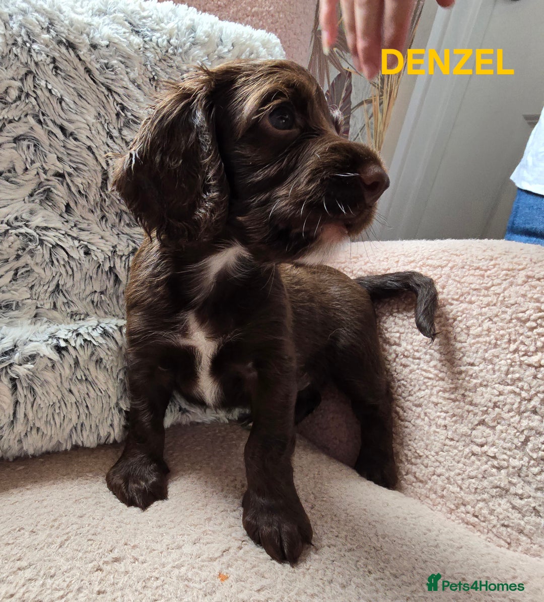 Cocker Spaniel dogs for sale: Beautiful cocker spaniels  - Image 5