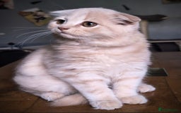 Scottish Fold cats for sale: 💙FAWN TICA active for BREEDING 🩵 Scottish Fold❣️ - Image 8