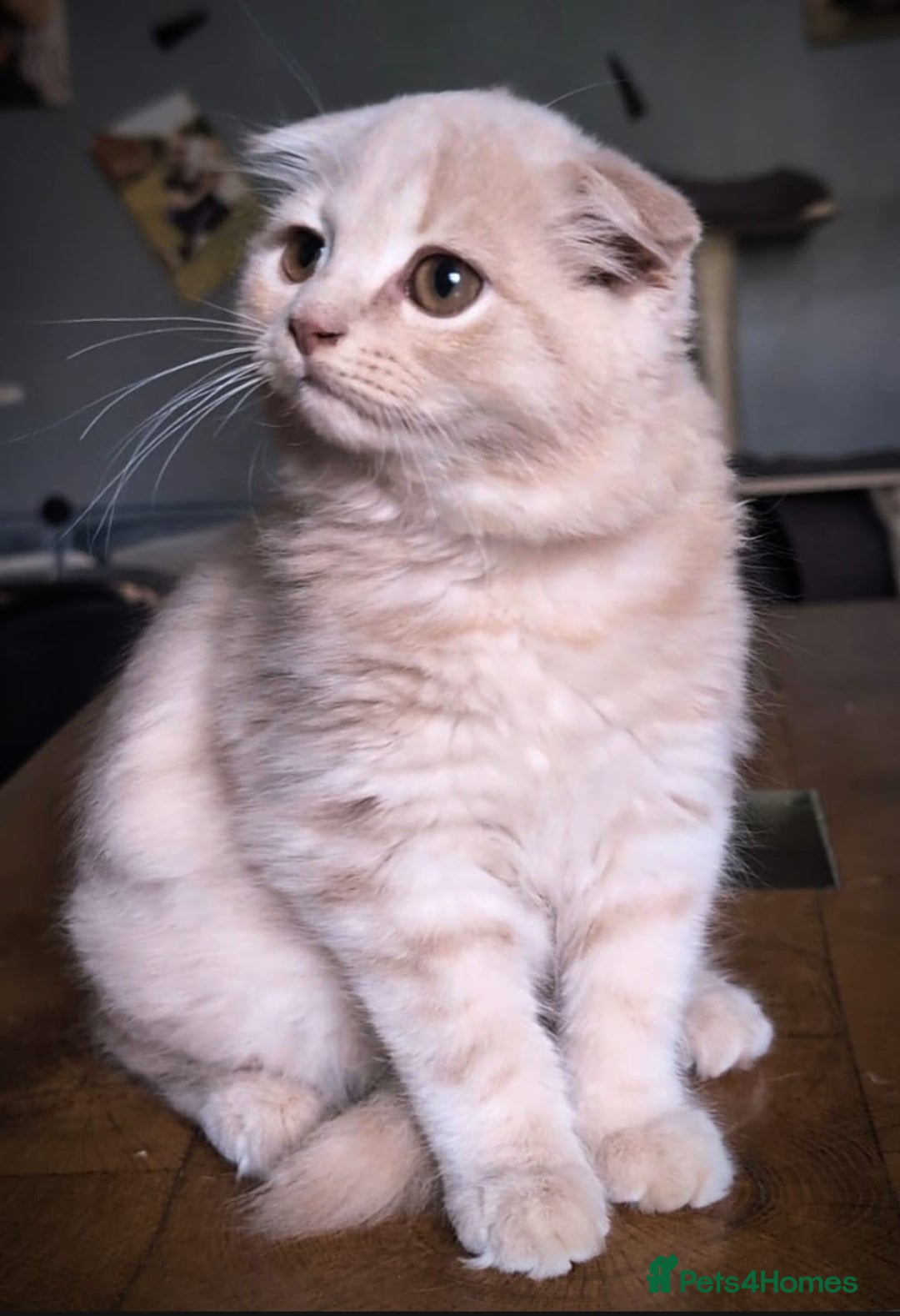 Scottish Fold cats for sale: 💙FAWN TICA active for BREEDING 🩵 Scottish Fold❣️ - Image 8