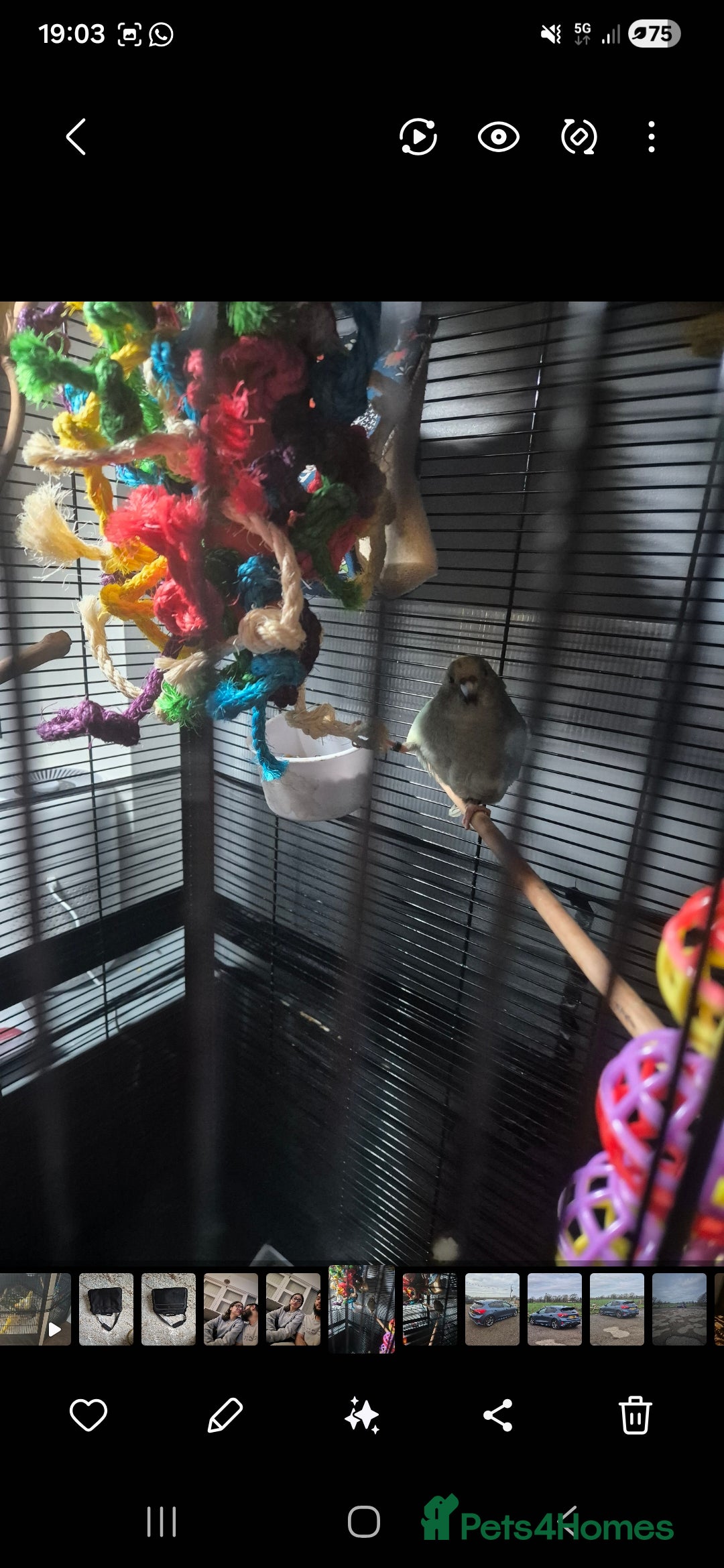 Cockatiels birds for sale: 2 Female Kakariki  - Advert 6