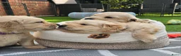 Golden Retriever dogs for sale: 5* Golden Retriver puppies in Wisbech - Advert 20