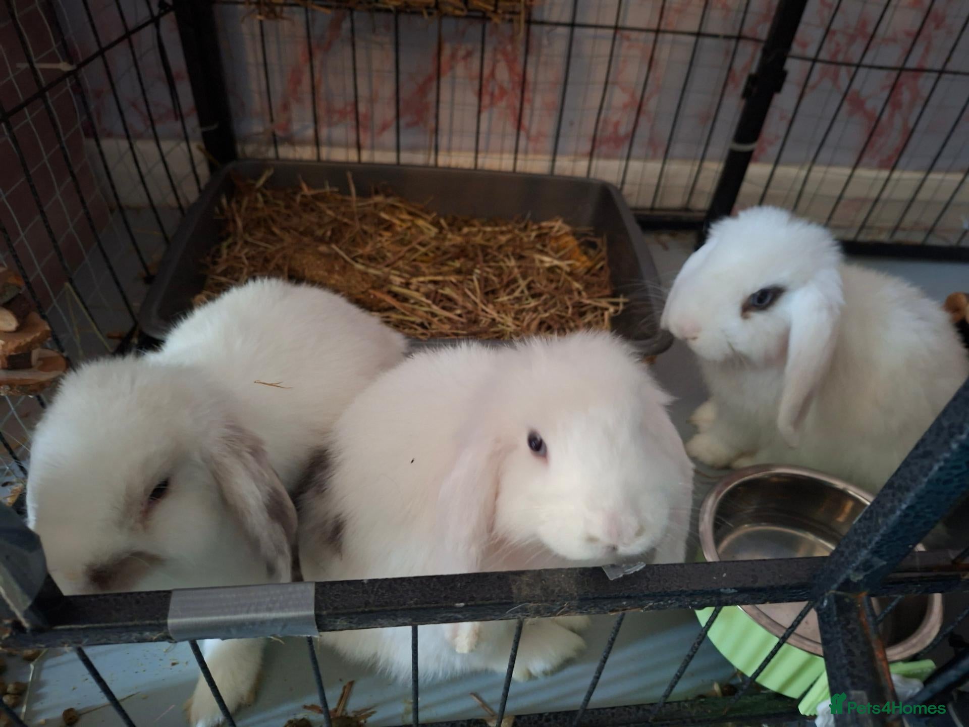 Mixed Breed rabbits Mixed dwarf lops/blanc de hotot - Advert 1