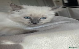 Ragdoll cats for sale: Ragdolls kittens  - Image 9