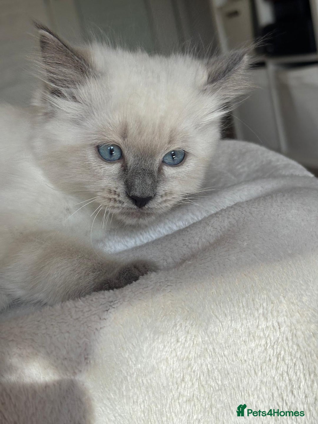 Ragdoll cats for sale: Ragdolls kittens  - Image 9