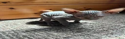 Sphynx cats for sale: 5 Canadian Sphynx kittens for sale - Advert 9