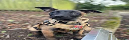 Belgian Shepherd Dog dogs for sale: Belgian Malinois  - Advert 11