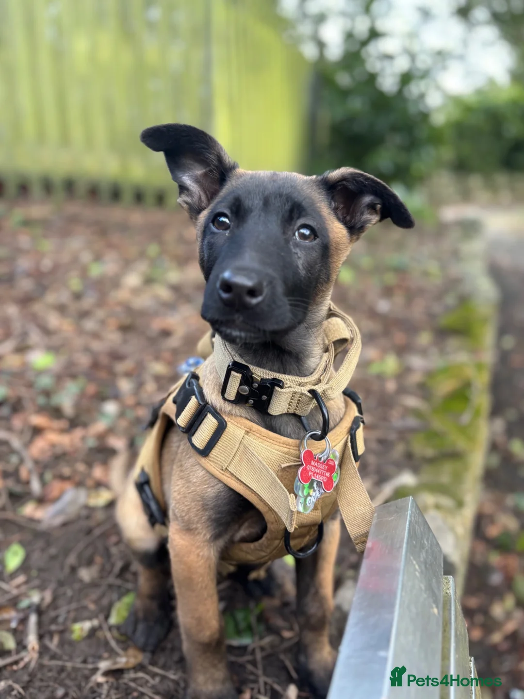 Belgian Shepherd Dog dogs for sale: Belgian Malinois  - Advert 11