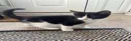 Mixed Breed cats for sale: Kittens  in Cannock - Advert 3