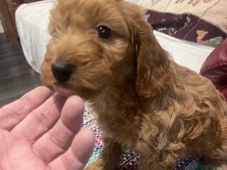 Cockapoo dogs Cockapoo health tested KC parents - Advert 5