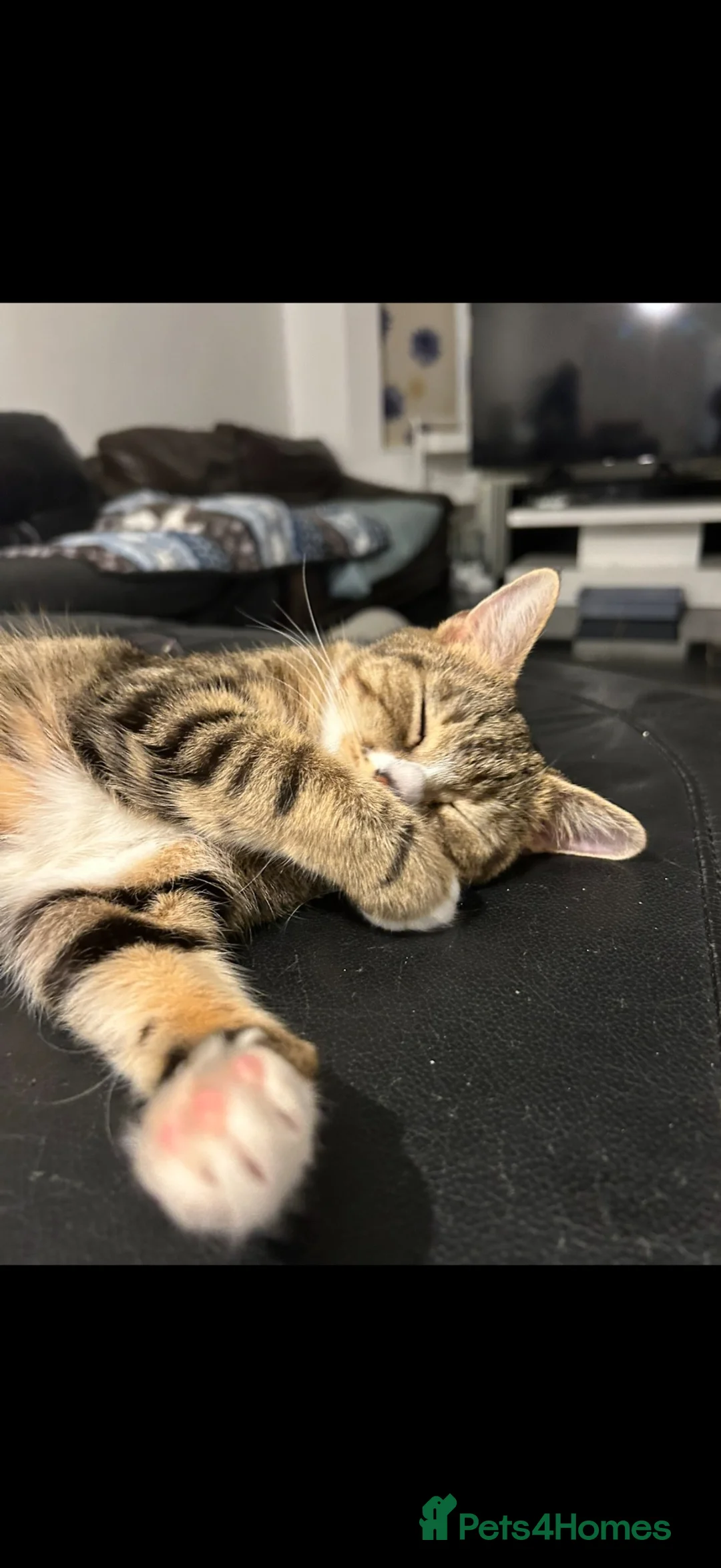 Mixed Breed cats for sale: Two sweet cats , twice the affection. - Advert 2