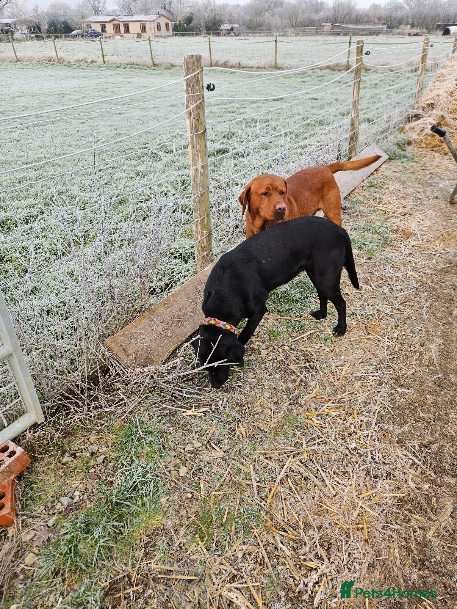 Labrador Retriever dogs Fox red stud dog  - Advert 2
