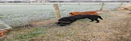 Labrador Retriever dogs for stud: Fox red stud dog  - Advert 2