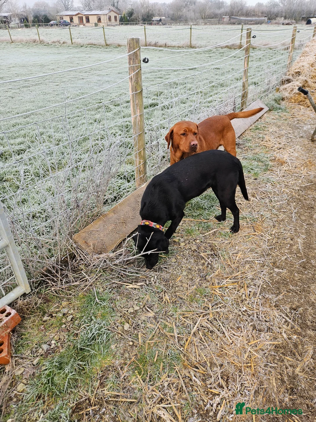 Labrador Retriever dogs for stud: Fox red stud dog  - Advert 2