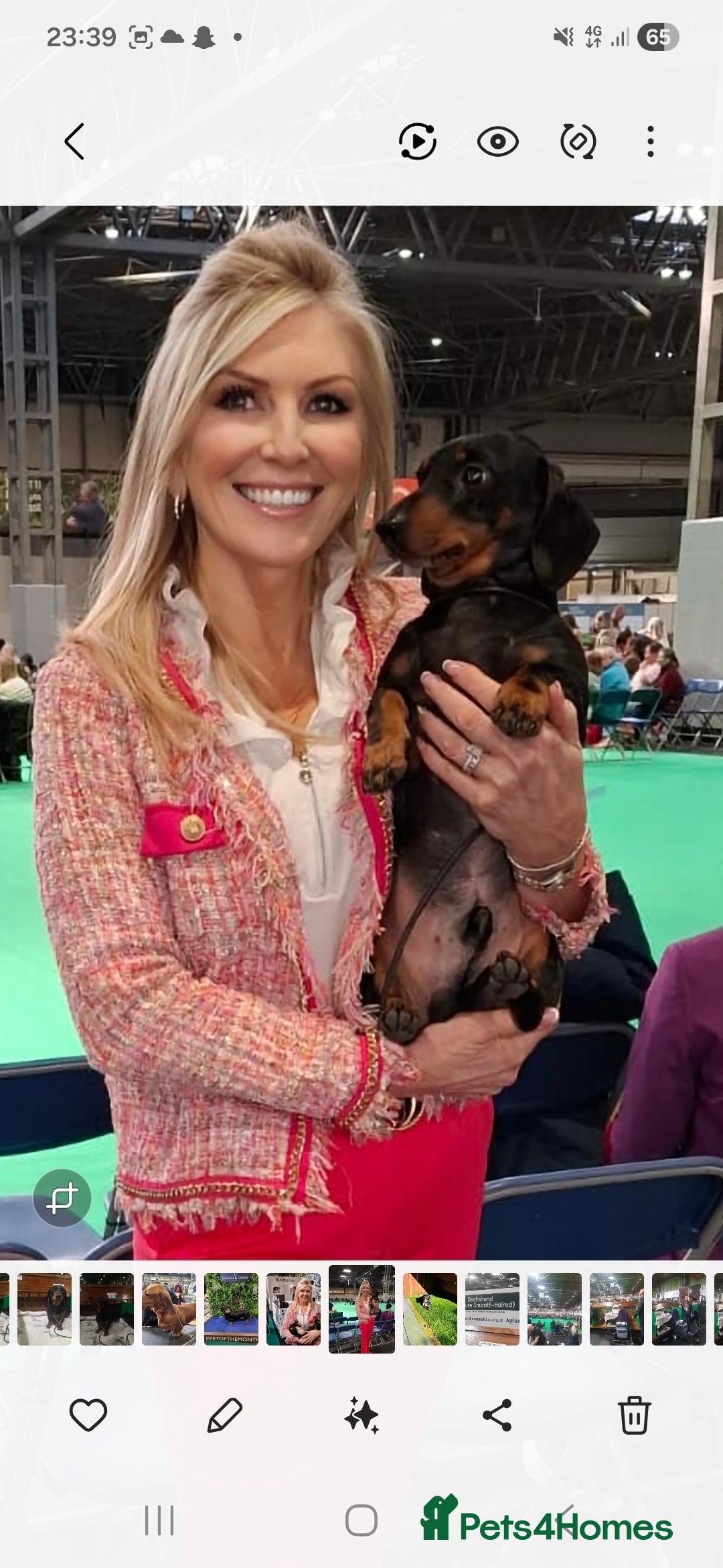 Dachshund dogs for stud: Stud dog - Image 8