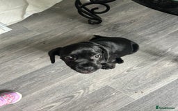 Mixed Breed dogs for sale: Frocker puppies for sale  - Image 16