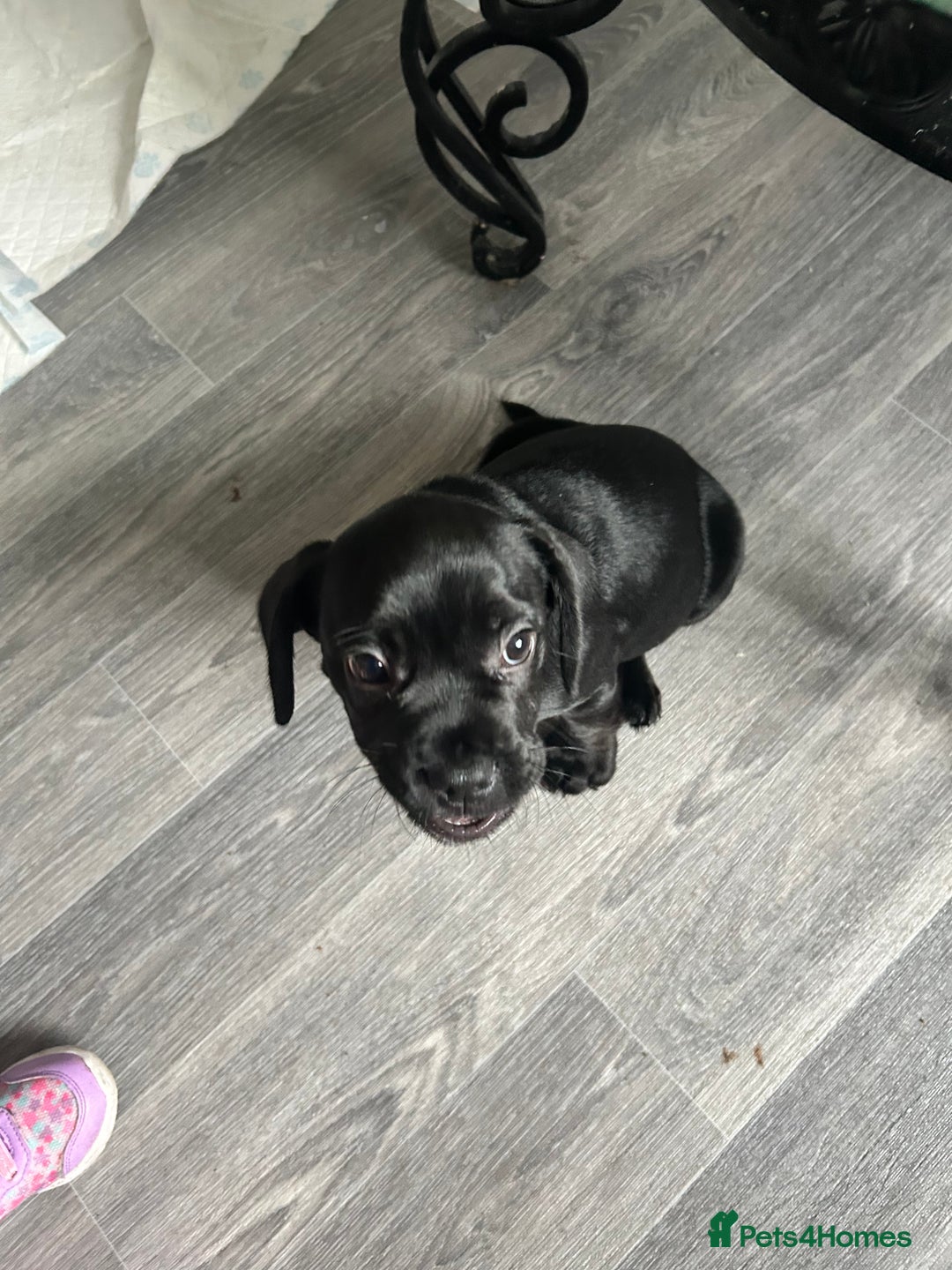 Mixed Breed dogs for sale: Frocker puppies for sale  - Image 16