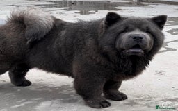 Chow Chow dogs for sale: chow chow Russian Pedigree Stud - Image 2