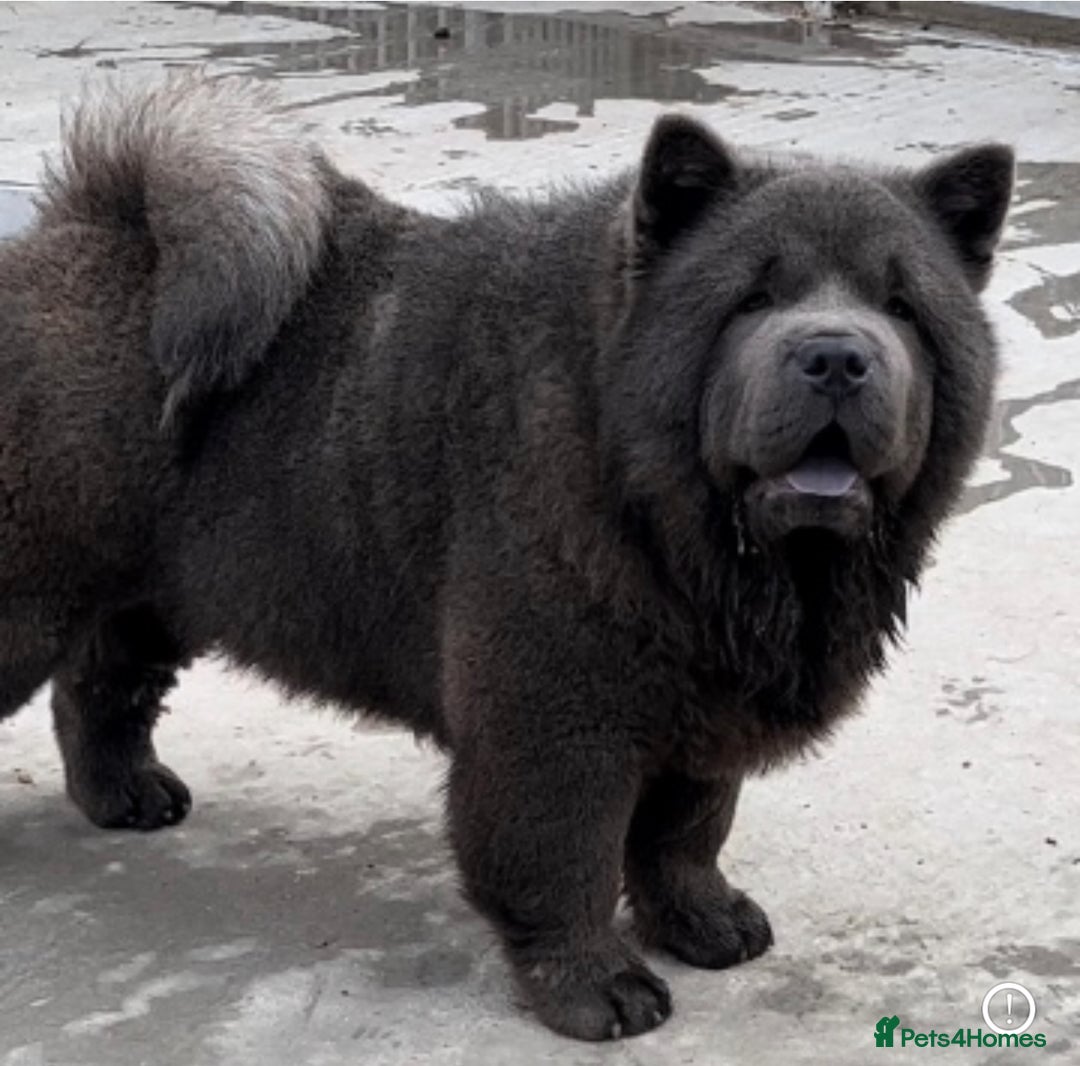 Chow Chow dogs for sale: chow chow Russian Pedigree Stud - Image 2