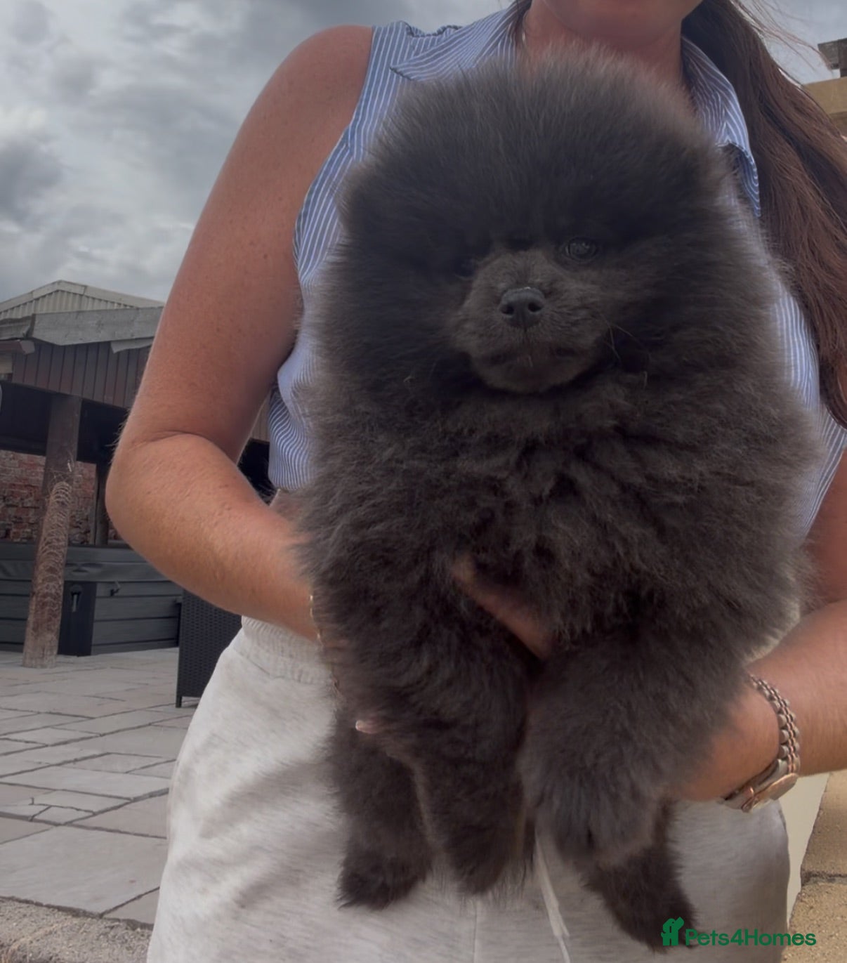 Pomeranian dogs 💙🏆true to type BLUE BEAR READY NOW 💙🏆 - Advert 13