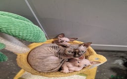 Sphynx cats for sale: Gorgeous Canadian Sphynx kittens, stunning - Image 10