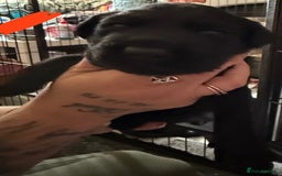 Labrador Retriever dogs for sale: Stunning litter of pure bred black Labrador pups  - Image 14