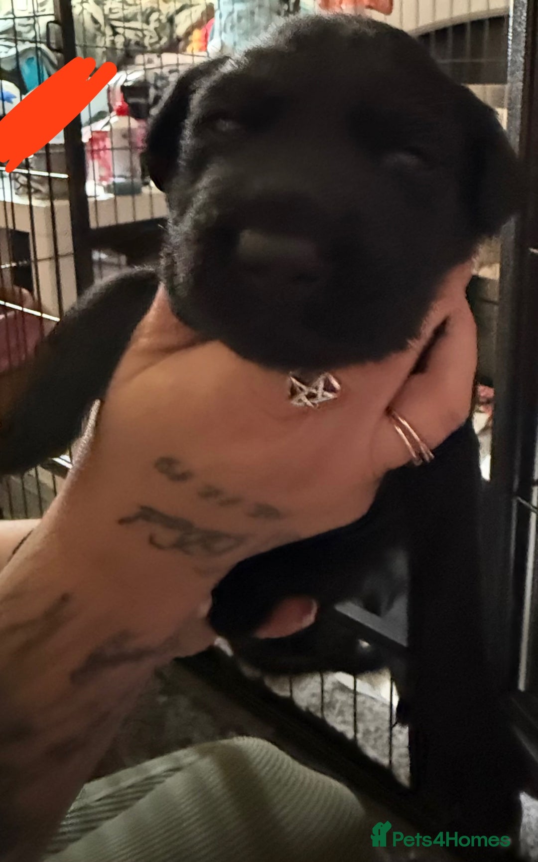 Labrador Retriever dogs for sale: Stunning litter of pure bred black Labrador pups  - Image 14