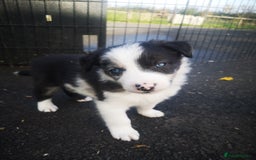 Border Collie dogs for sale: Beautiful Fluffy Collie Puppies  - Image 11