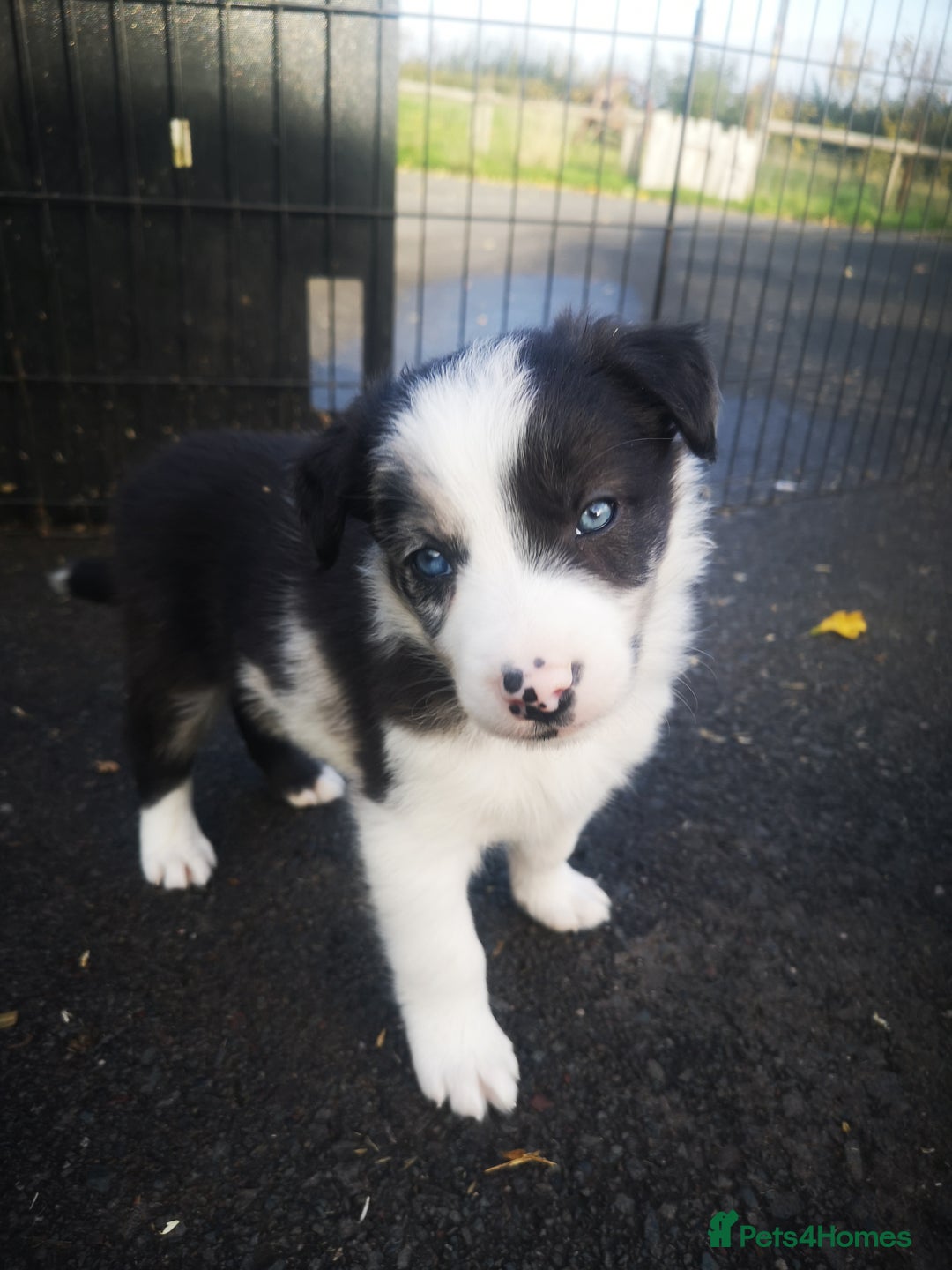 Border Collie dogs for sale: Beautiful Fluffy Collie Puppies  - Image 11
