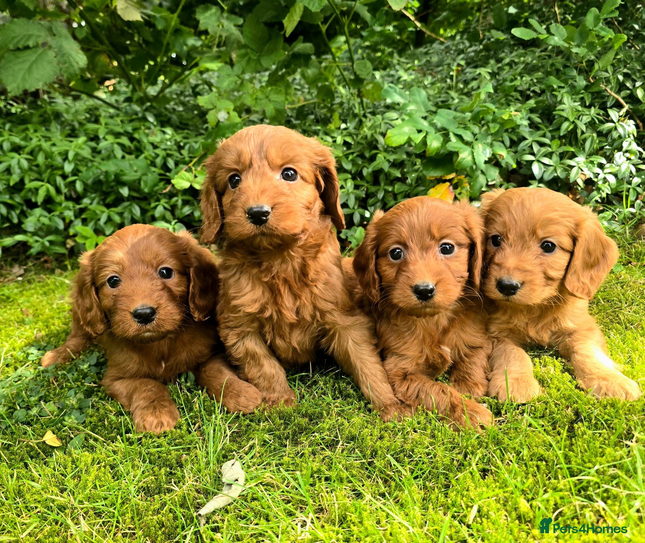 Cockapoo dogs F1 Fox red Miniature Cockapoo puppies - Advert 7