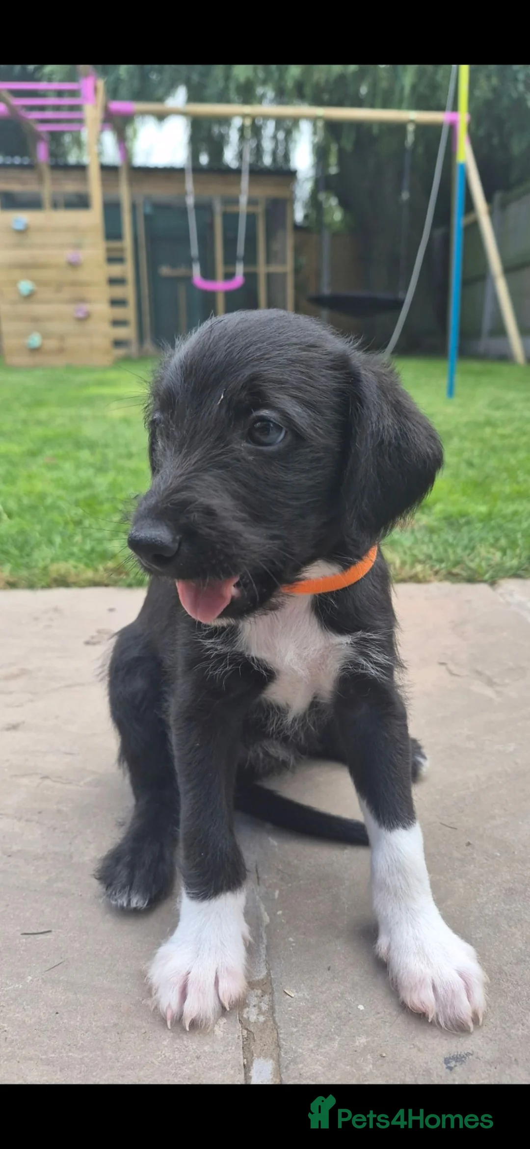Mixed Breed dogs for sale: F1 Bedlington x whippet pups - Advert 1