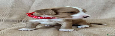 Cocker Spaniel Puppy 4