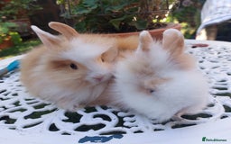 Lionhead rabbits for sale: PUREBRED DOUBLE/TEDDY LION HEAD BABIES  - Image 18