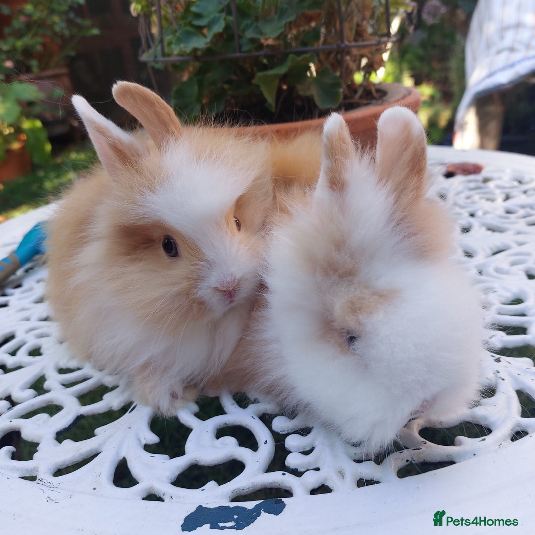 Lionhead rabbits for sale: PUREBRED DOUBLE/TEDDY LION HEAD BABIES  - Image 18