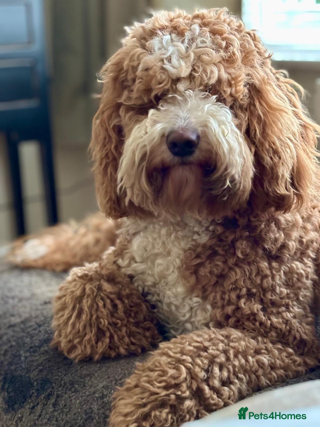 Australian Labradoodle dogs for sale: *waiting list* Australian labradoodles - Image 9
