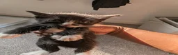 Mixed Breed cats for sale: Playful Kittens Ready for Loving Homes in Milton Keynes - Advert 10