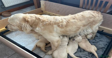 Golden Retriever dogs - Advert 8