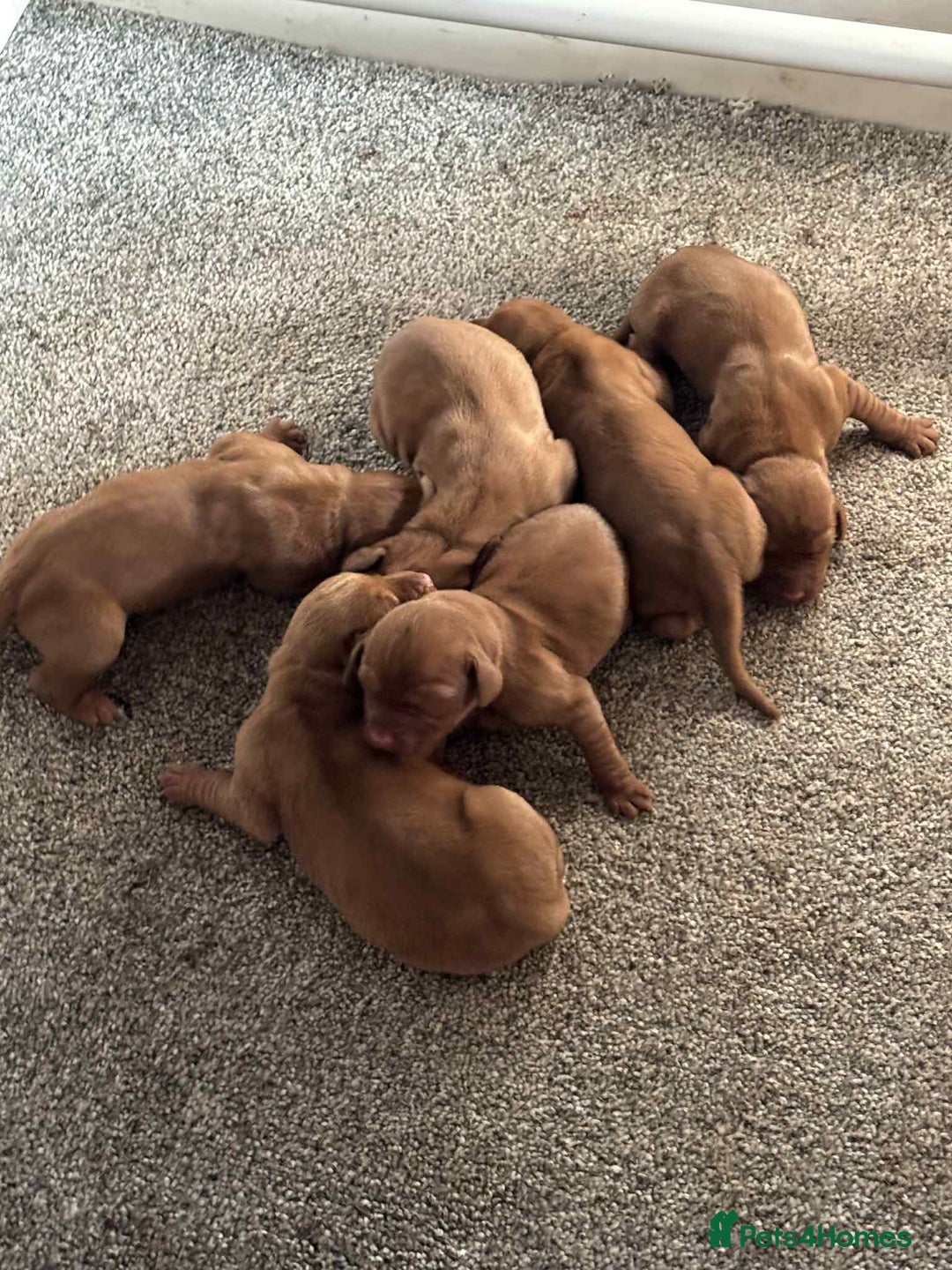 Hungarian Vizsla dogs for sale: Stunning boy available - Advert 4