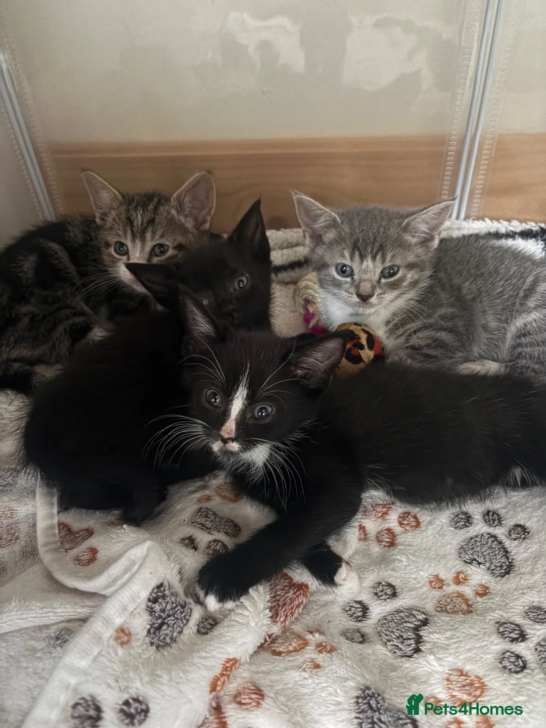 Mixed Breed cats for sale: Kittens  in Bradford - Advert 2