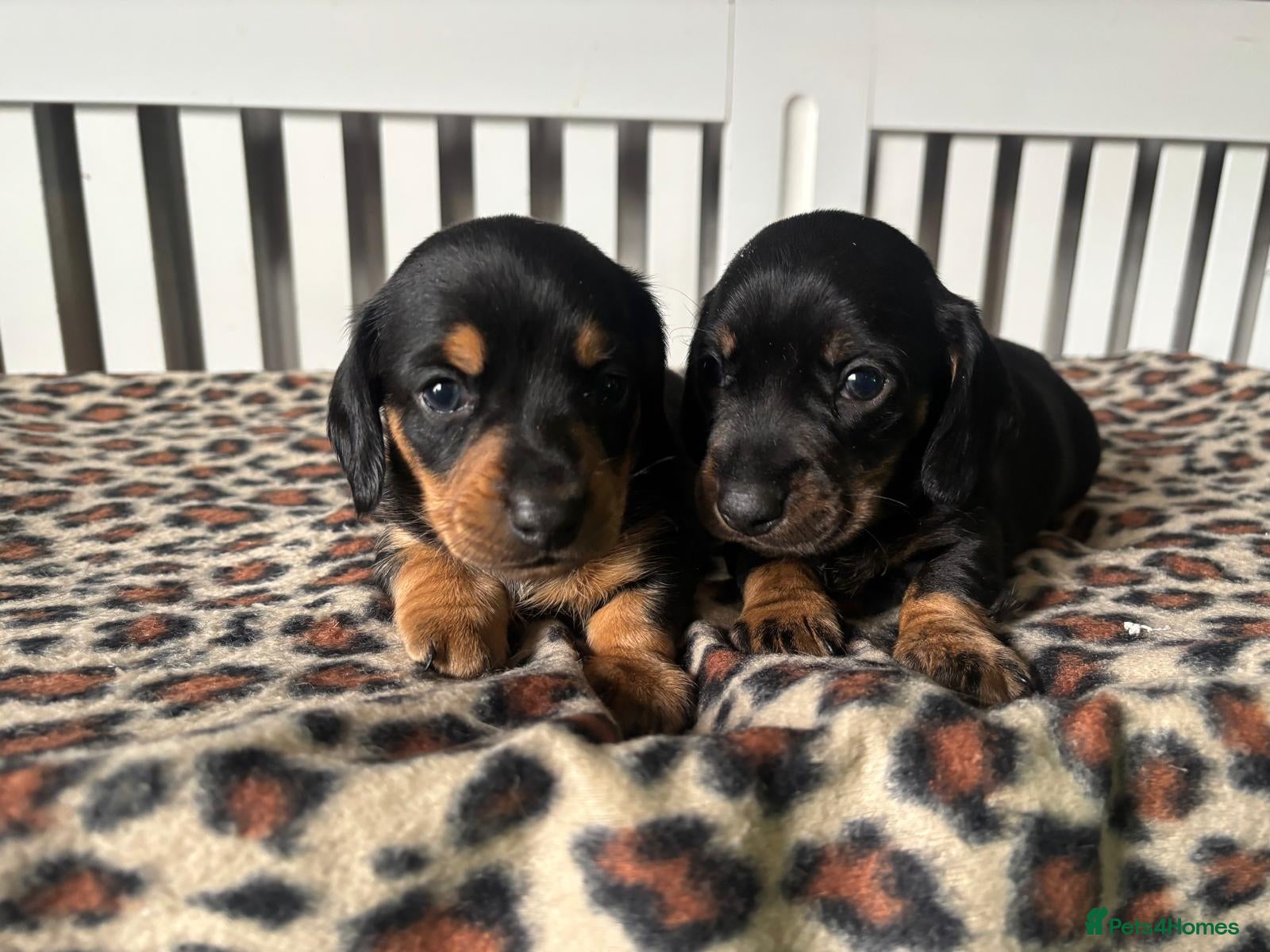 Miniature Dachshund dogs Miniature Dachshund Puppies - Advert 7