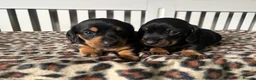 Miniature Dachshund dogs for sale: Miniature Dachshund Puppies in Houghton le Spring - Advert 4