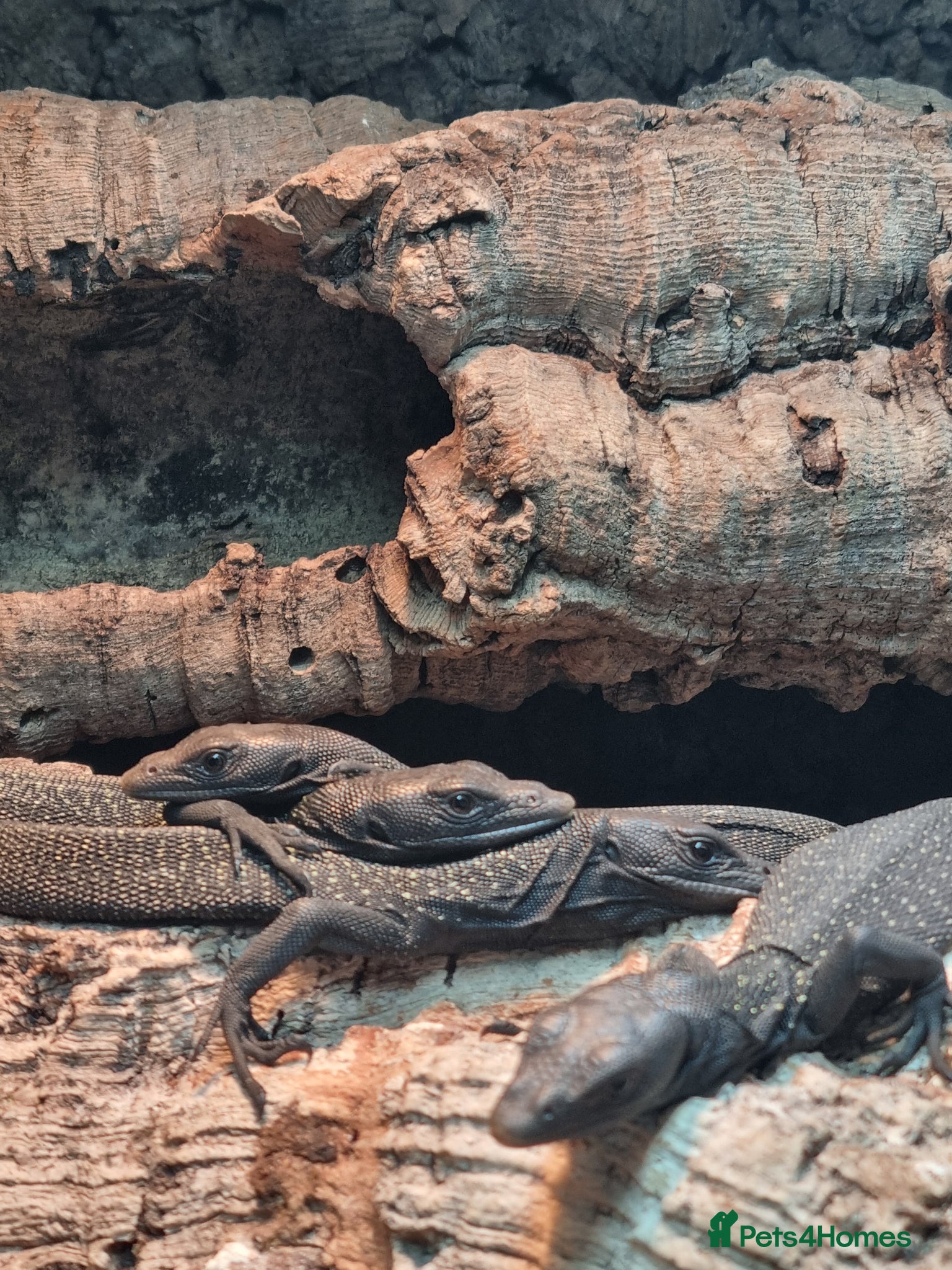 Monitor reptiles Black tree monitor. Varanus beccarii  - Advert 13