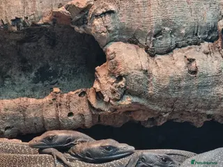 Monitor reptiles Black tree monitor. Varanus beccarii - Advert 13