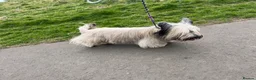 Skye Terrier dogs for sale: KC Reg Skye Terrier Cream puppies  - Advert 22