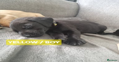 Labrador Retriever dogs - Advert 10