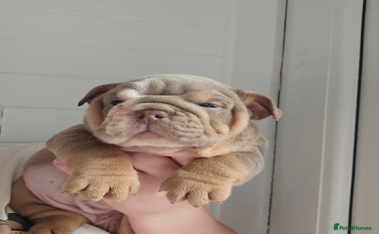 English Bulldog dogs - Advert 1